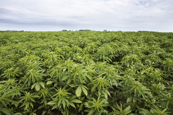 industrial Hemp plantation