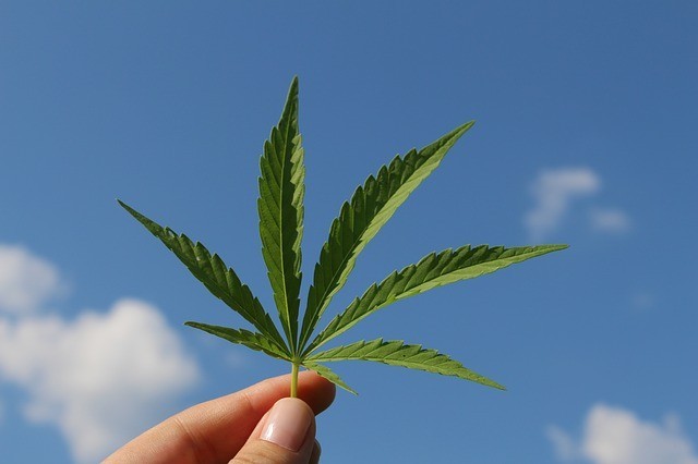 konopia cannabis | www.greenhemp.pl