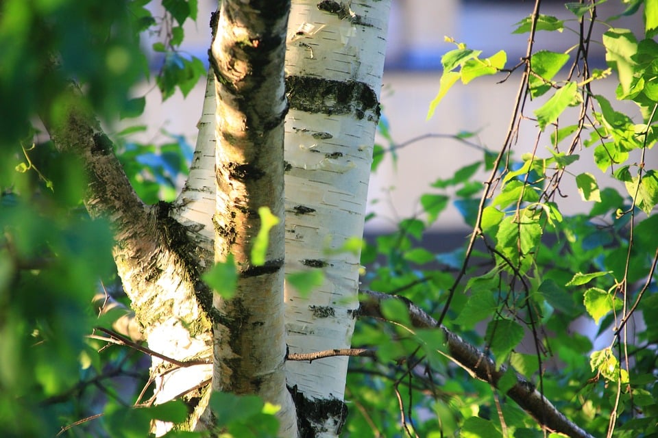 Nature Tree Konary Closeup Birch