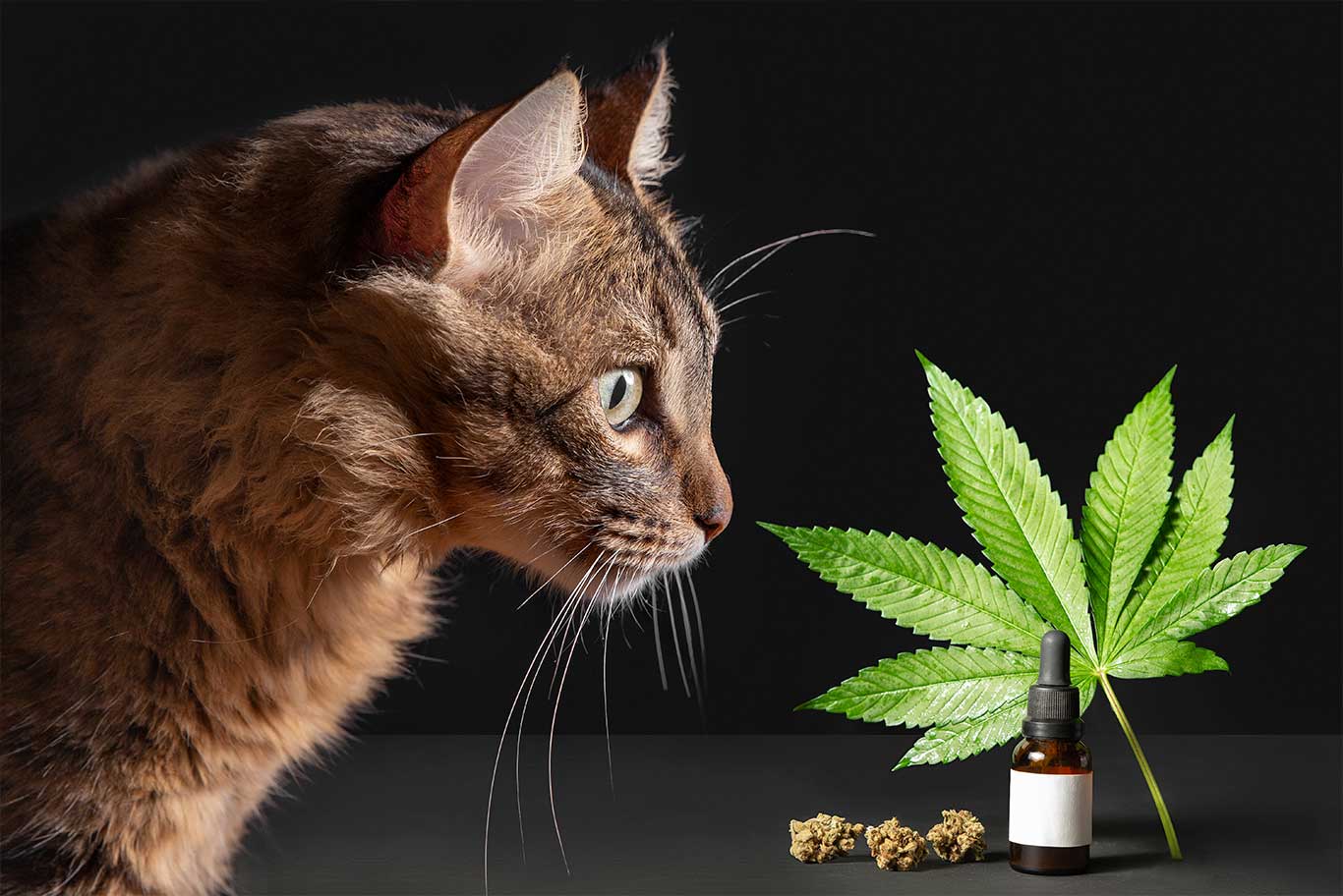 You are currently viewing Use of CBD oils in animals