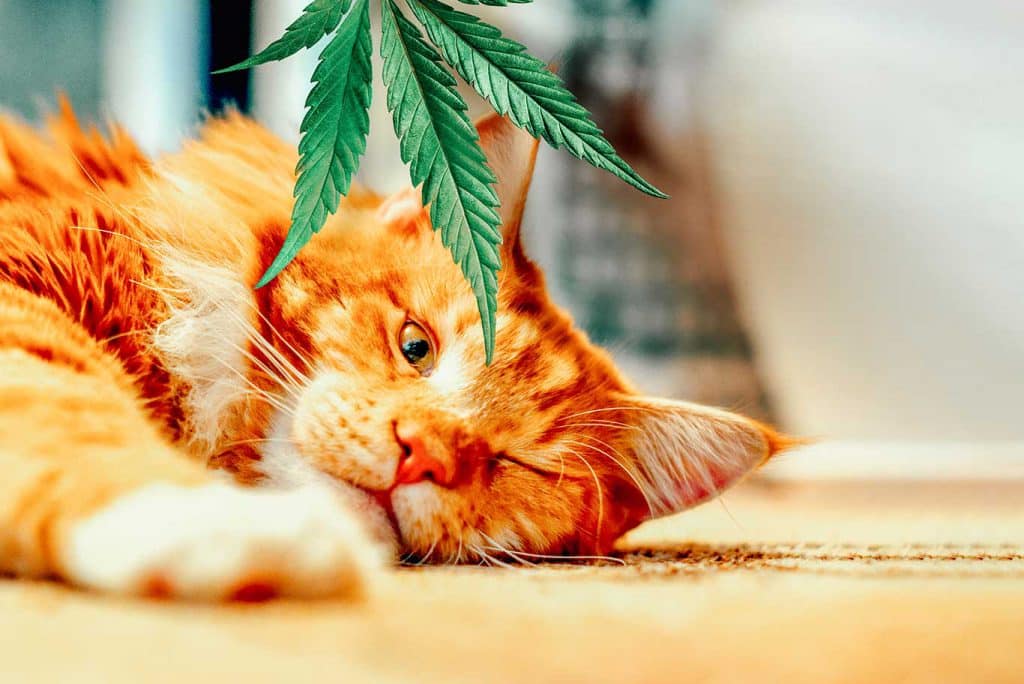 cbd for animals | www.greenhemp.pl