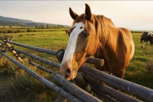 Read more about the article Wie wirkt CBD bei einem Pferd?