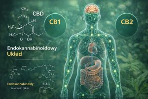 Układ endokannabinoidowy – receptory CB1 i CB2